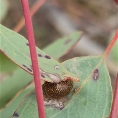 Paropsisterna cloelia at Bungendore, NSW - 11 Oct 2024