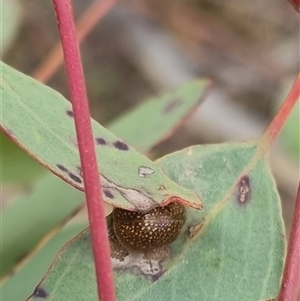 Paropsisterna cloelia at Bungendore, NSW - suppressed