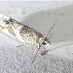 Crocidosema plebejana (Cotton Tipworm Moth) at Belconnen, ACT - 11 Oct 2024 by JohnGiacon