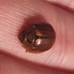 Paropsisterna bimaculata at Bungendore, NSW - 11 Oct 2024