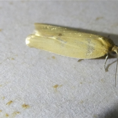 Eulechria electrodes (Yellow Eulechria Moth) at Belconnen, ACT - 11 Oct 2024 by JohnGiacon