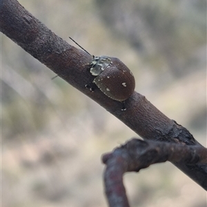 Paropsis aegrota at Bungendore, NSW - suppressed