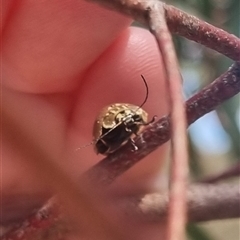 Paropsis aegrota at Bungendore, NSW - 11 Oct 2024