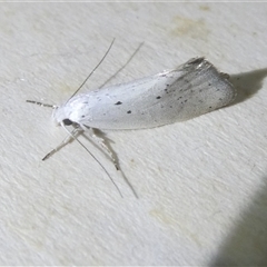 Cryptophasa (genus) (A Timber moth (Xyloryctidae)) at Belconnen, ACT - 11 Oct 2024 by JohnGiacon