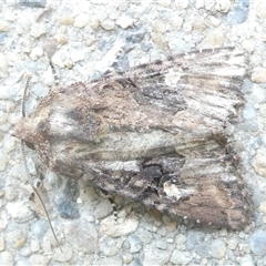 Neumichtis nigerrima (Black Turnip Moth) at Belconnen, ACT - 11 Oct 2024 by JohnGiacon