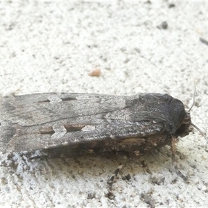 Agrotis infusa at Belconnen, ACT - 11 Oct 2024 03:25 PM