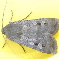 Agrotis infusa at Belconnen, ACT - 11 Oct 2024