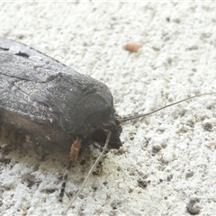 Agrotis infusa at Belconnen, ACT - 11 Oct 2024 03:25 PM