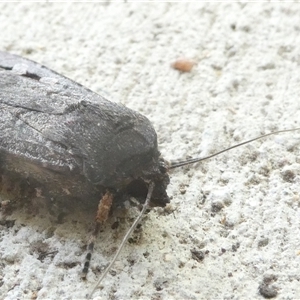 Agrotis infusa at Belconnen, ACT - 11 Oct 2024