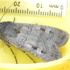 Agrotis infusa at Belconnen, ACT - 11 Oct 2024