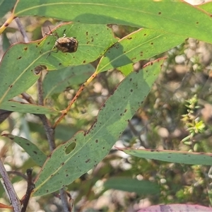 Cadmus sp. (genus) at Bungendore, NSW - 11 Oct 2024