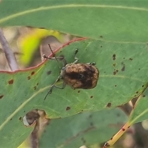 Cadmus sp. (genus) at Bungendore, NSW - 11 Oct 2024