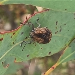 Cadmus sp. (genus) at Bungendore, NSW - 11 Oct 2024