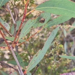 Cadmus sp. (genus) at Bungendore, NSW - 11 Oct 2024