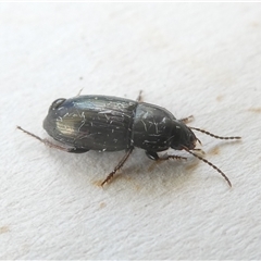 Unverified Beetle (Coleoptera) at Belconnen, ACT - 11 Oct 2024 by JohnGiacon