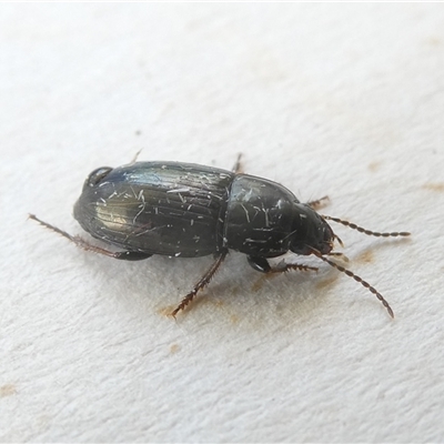 Unidentified Beetle (Coleoptera) at Belconnen, ACT - 11 Oct 2024 by JohnGiacon