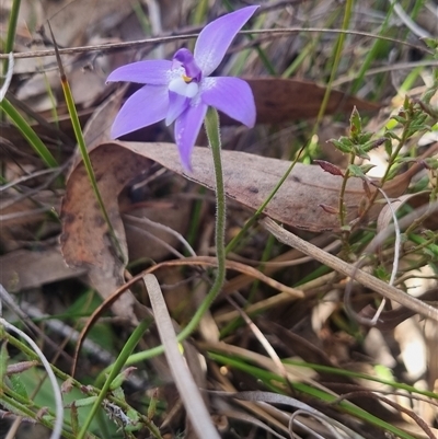 Glossodia major (Wax Lip Orchid) at Bungendore, NSW - 11 Oct 2024 by clarehoneydove