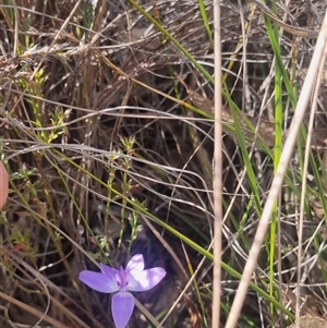 Glossodia major at Bungendore, NSW - 11 Oct 2024