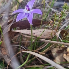 Glossodia major at Bungendore, NSW - 11 Oct 2024