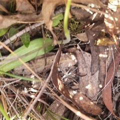 Glossodia major at Bungendore, NSW - 11 Oct 2024