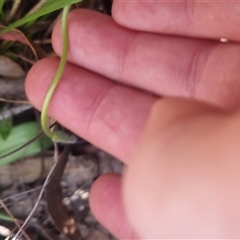 Glossodia major at Bungendore, NSW - 11 Oct 2024