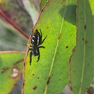 Sandalodes scopifer at Bungendore, NSW - suppressed