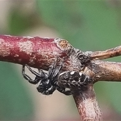 Sandalodes scopifer at Bungendore, NSW - suppressed