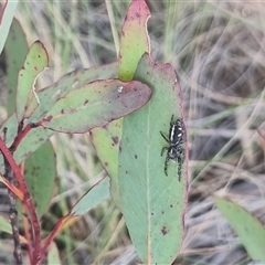 Sandalodes scopifer at Bungendore, NSW - 11 Oct 2024