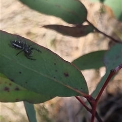 Sandalodes scopifer at Bungendore, NSW - 11 Oct 2024