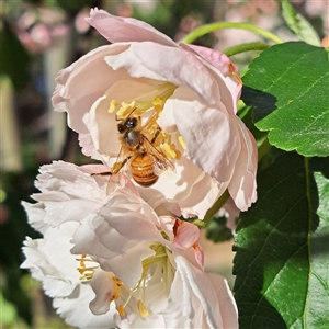 Apis mellifera at Watson, ACT - 11 Oct 2024