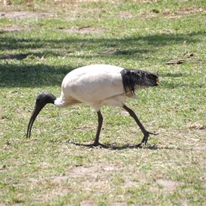 Threskiornis molucca (Australian White Ibis) at Bondi Beach, NSW by MatthewFrawley