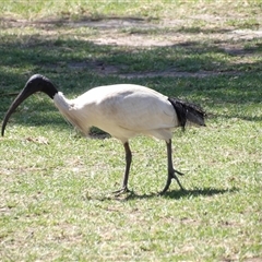 Threskiornis molucca at Bondi Beach, NSW - 10 Oct 2024