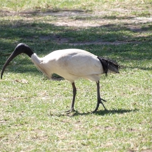 Threskiornis molucca at Bondi Beach, NSW - 10 Oct 2024 12:28 PM