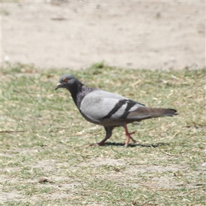 Columba livia (Rock Dove (Feral Pigeon)) at Bondi Beach, NSW by MatthewFrawley