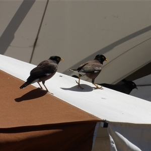 Acridotheres tristis (Common Myna) at Bondi Beach, NSW by MatthewFrawley