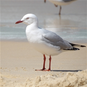 Chroicocephalus novaehollandiae (Silver Gull) at Bondi Beach, NSW by MatthewFrawley