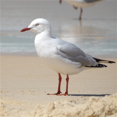 Chroicocephalus novaehollandiae (Silver Gull) at Bondi Beach, NSW - 10 Oct 2024 by MatthewFrawley