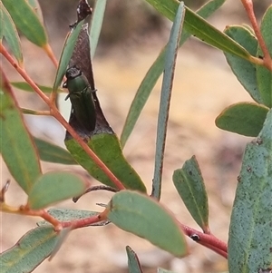 Melobasis propinqua at Bungendore, NSW - 11 Oct 2024