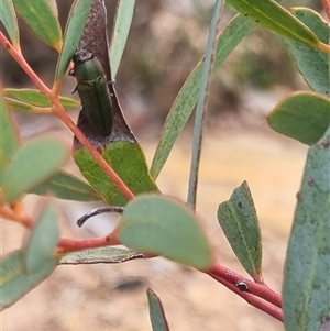 Melobasis propinqua at Bungendore, NSW - suppressed