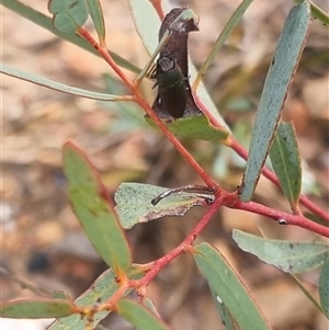 Melobasis propinqua at Bungendore, NSW - suppressed