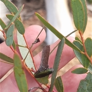 Melobasis propinqua at Bungendore, NSW - suppressed