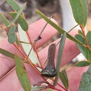 Melobasis propinqua at Bungendore, NSW - suppressed