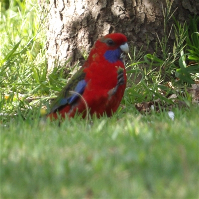 Platycercus elegans (Crimson Rosella) at Braidwood, NSW - 11 Oct 2024 by MatthewFrawley