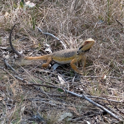 Pogona barbata (Eastern Bearded Dragon) at Watson, ACT - 11 Oct 2024 by sbittinger