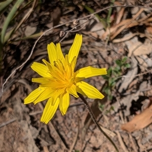 Microseris walteri at Hackett, ACT - 11 Oct 2024