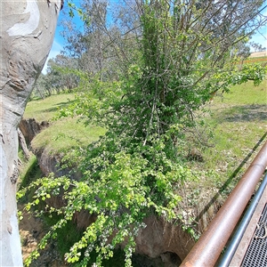 Crataegus monogyna at Strathnairn, ACT - 11 Oct 2024