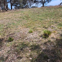 Nassella trichotoma (Serrated Tussock) at Strathnairn, ACT - 11 Oct 2024 by abread111