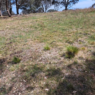 Nassella trichotoma (Serrated Tussock) at Strathnairn, ACT - 11 Oct 2024 by abread111