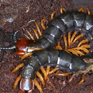 Cormocephalus aurantiipes at Woonona, NSW by jb2602