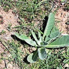 Verbascum thapsus subsp. thapsus (Great Mullein, Aaron's Rod) at Strathnairn, ACT - 11 Oct 2024 by abread111